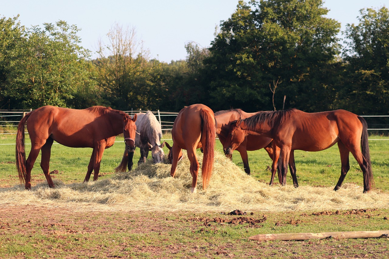 Tips for Feeding Multiple Pets with Different Diets